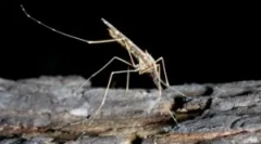 Mari komar și pericolul mușcăturii sale